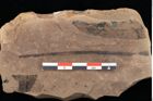 Foto (Detailansicht) von Cyperites strictus Ettingshausen (NHMW-GEO-2024-0188-0396)